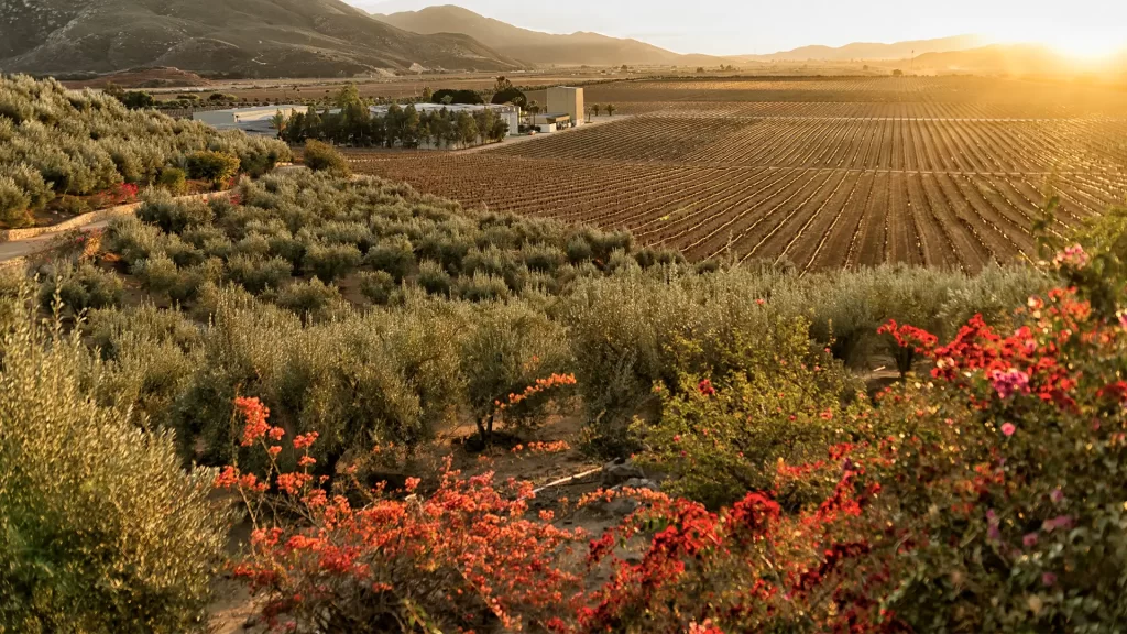 picture of a field filled with flowers, with the sun hitting them at sunset.