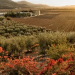 picture of a field filled with flowers, with the sun hitting them at sunset.